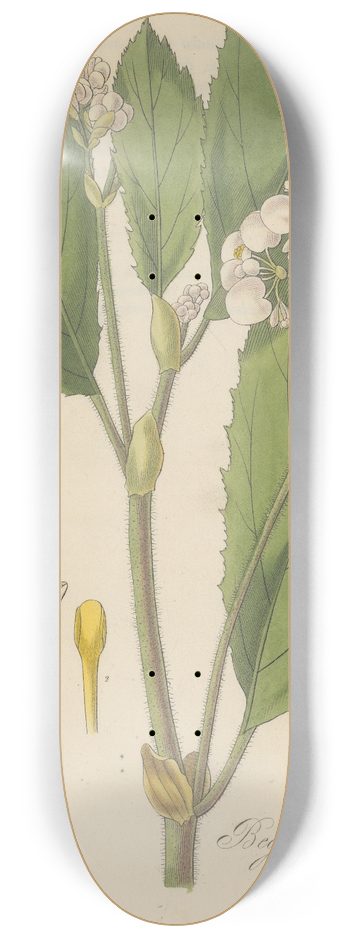 William Jackson Hooker - Begonia ulmifolia 8.25 inch art skate deck