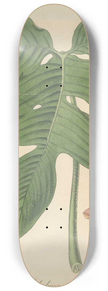 William Jackson Hooker - Caladium pedatum 8.25 inch art skate deck