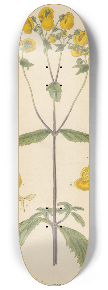 William Jackson Hooker - Calceolaria rugosa 8.25 inch art skate deck