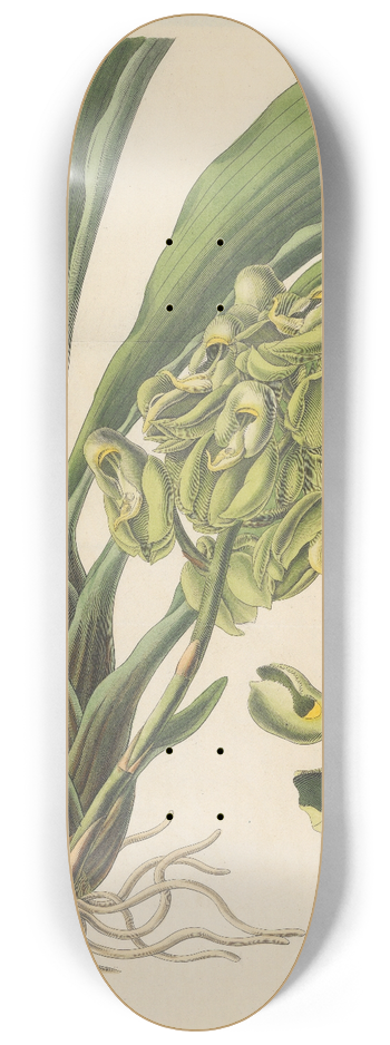 William Jackson Hooker - Catasetum semiapertum 8.25 inch art skate deck