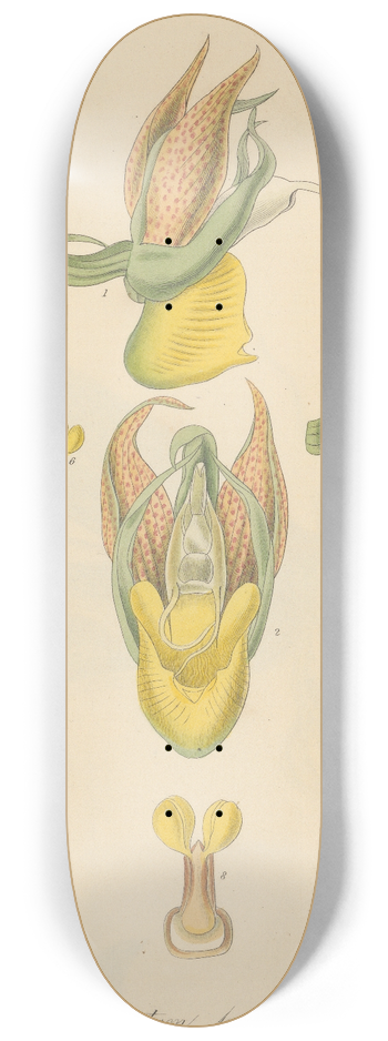 William Jackson Hooker - Catasetum tridentatum. 8.25 inch art skate deck