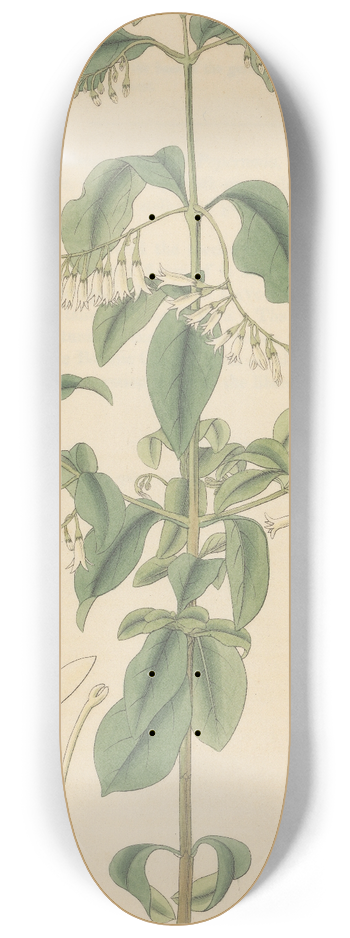 William Jackson Hooker - Chiococca racemosa 8.25 inch art skate deck