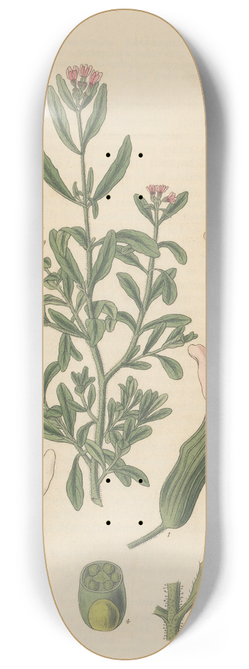 William Jackson Hooker - Cuphea Parviflora 8.25 inch art skate deck