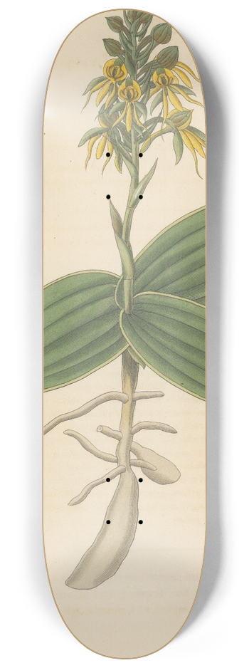 William Jackson Hooker - Habenaria marginata 8.25 inch art skate deck