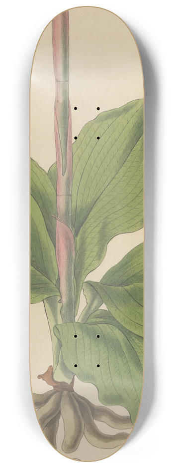 William Jackson Hooker - Neottia speciosa. 8.25 inch art skate deck