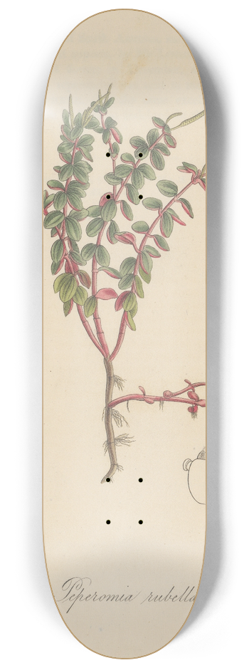 William Jackson Hooker - Peperomia rubella 8.25 inch art skate deck