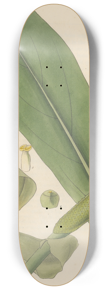 William Jackson Hooker - Pothos acaulis 8.25 inch art skate deck