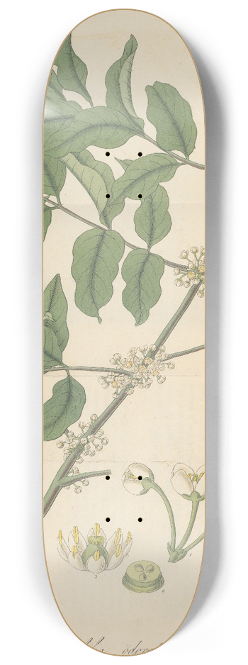 William Jackson Hooker - Trichilia odorata 8.25 inch art skate deck
