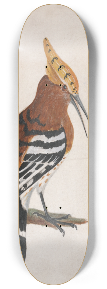 William Lewin - Common Hoopoe 8.25 inch art skate deck