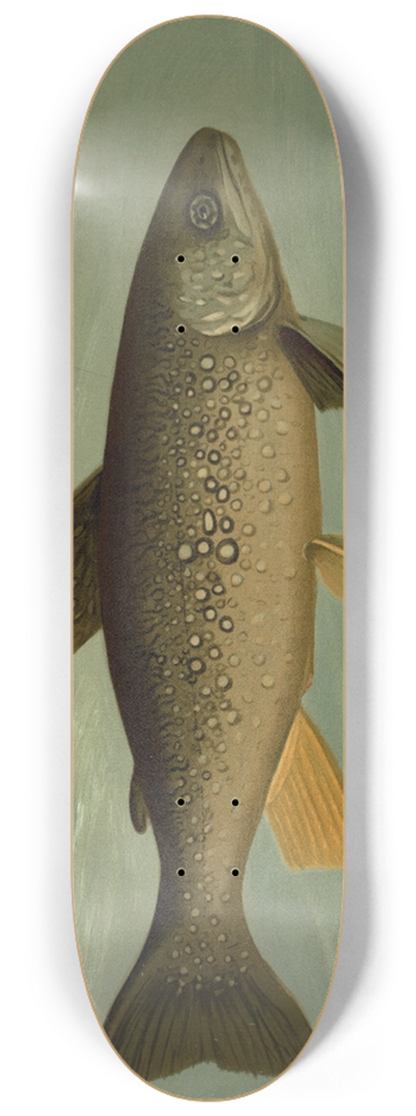 John L. Petrie - Hybrid Trout  Cross of the Lake and Brook Trout. 8.25 inch art skate deck