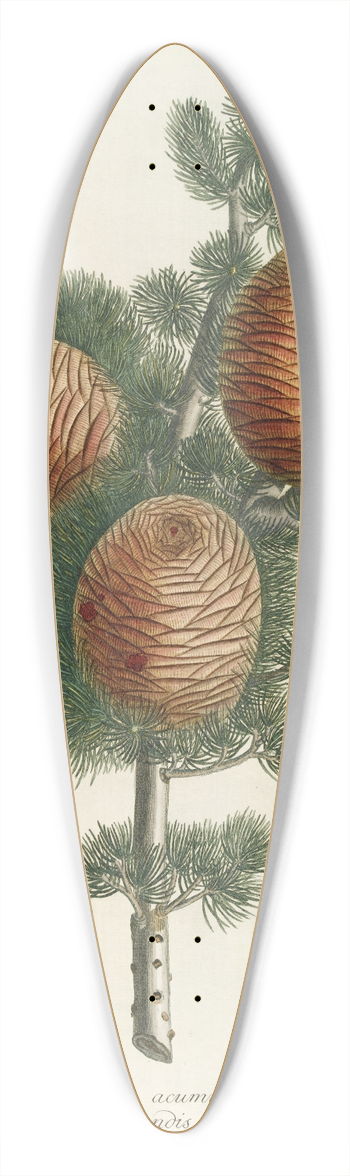 Georg Dionysius Ehret - Cedrus 39.3 inch art pintail longboard deck