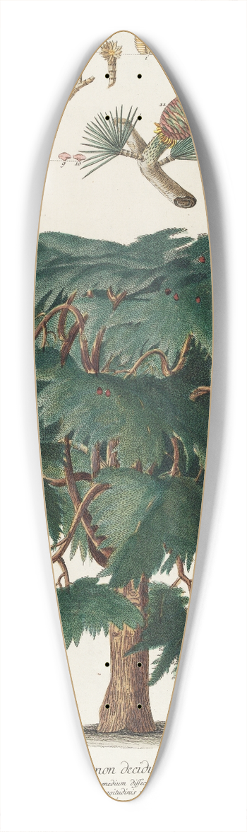 Georg Dionysius Ehret - Cedrus II 39.3 inch art pintail longboard deck
