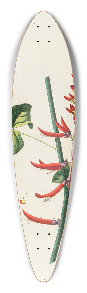 Georg Dionysius Ehret - Corallodendron II 39.3 inch art pintail longboard deck