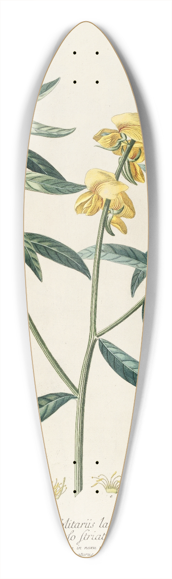 Georg Dionysius Ehret - Crotalaria 39.3 inch art pintail longboard deck