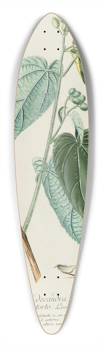 Georg Dionysius Ehret - Helicteres 39.3 inch art pintail longboard deck
