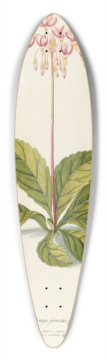 Georg Dionysius Ehret - Meadia 39.3 inch art pintail longboard deck