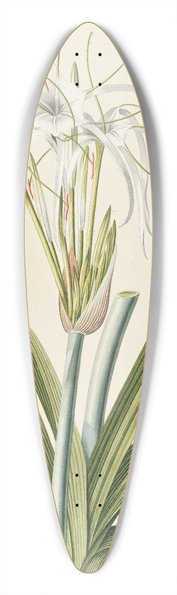 Georg Dionysius Ehret - Pancratium 39.3 inch art pintail longboard deck