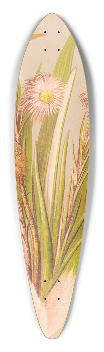 Georgina Burne Hetley - Celmisia Monroi 39.3 inch art pintail longboard deck