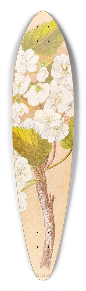 Georgina Burne Hetley - Plagianthus Lyallii 39.3 inch art pintail longboard deck