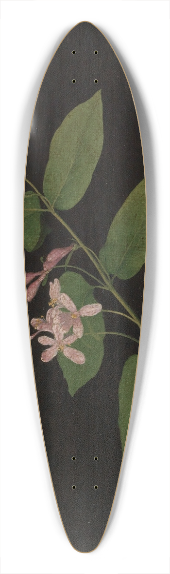 Georg Philipp Schmitt - Bltenzweig der Heckenkirsche 39.3 inch art pintail longboard deck