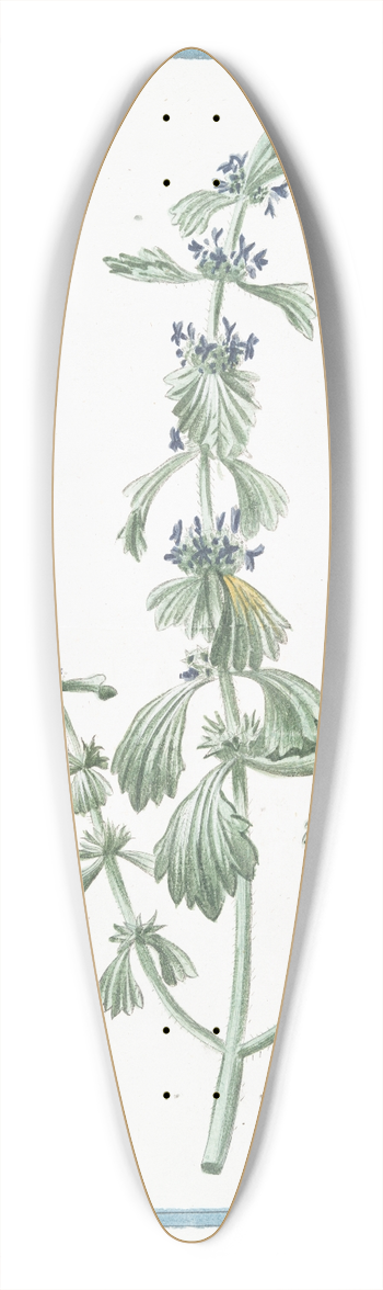 Giorgio Bonelli - Marrubiastrum vulgare. (enlarged version, of Ironwort) 39.3 inch art pintail longboard deck