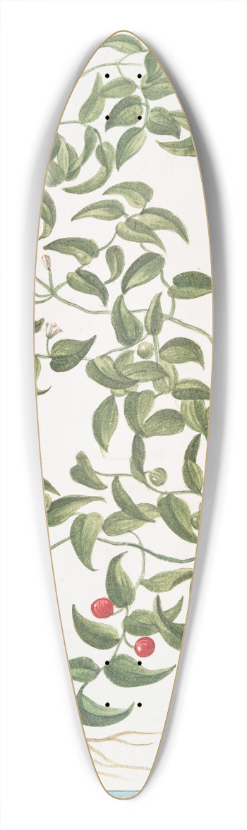 Giorgio Bonelli - Medeola asparagoides 39.3 inch art pintail longboard deck