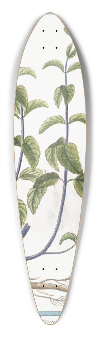 Giorgio Bonelli - Mentha hortensis, verticillata, Ocimi odore  Menta dOrto  Menthe. (Garden mint) 39.3 inch art pintail longboard deck