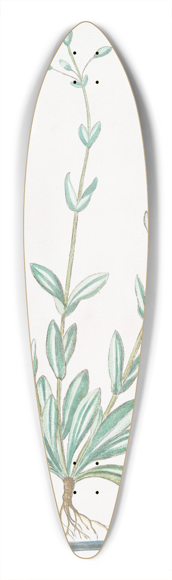 Giorgio Bonelli - Myosotis Orientalis, perfoliata, Lychnidis folio  Cerasnium  Miosotide Orientale. (Forget-me-not) 39.3 inch art pintail longboard deck