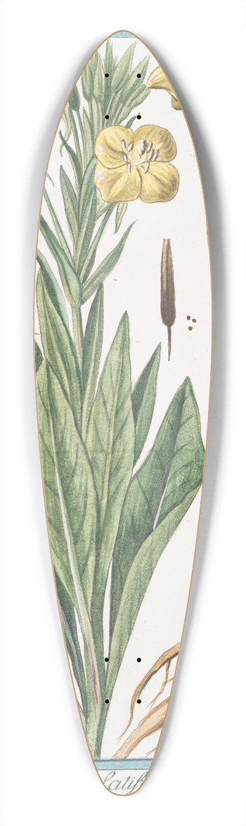 Giorgio Bonelli - Onagra latifolia  Onagra  LHerbe aux Anes. (Primerose) 39.3 inch art pintail longboard deck