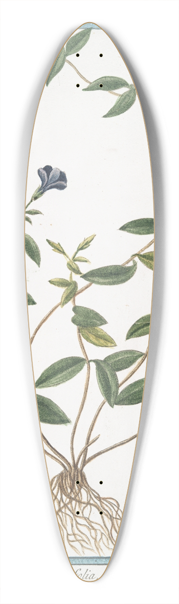 Giorgio Bonelli - Pervinca vulgaris, angustifolia, flore coeruleo  Provenca, o Provinca  Pervenche. (Periwinkle) 39.3 inch art pintail longboard deck