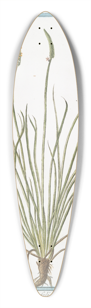 Giorgio Bonelli - Plantago gramineo folio, major 39.3 inch art pintail longboard deck