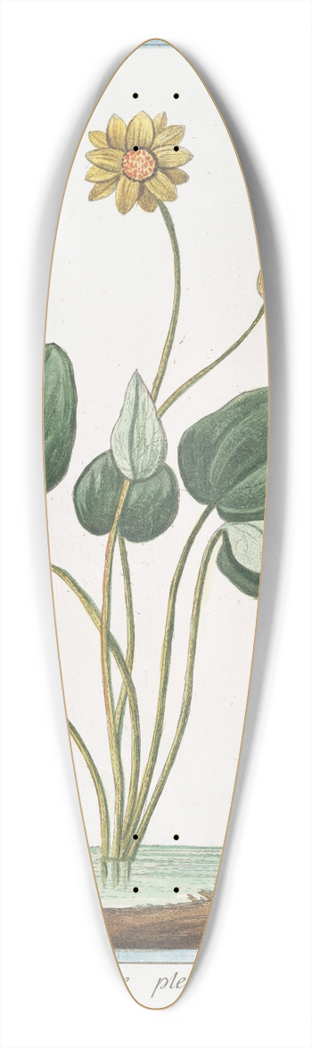 Giorgio Bonelli - Populago flore pleno  Calendola acquatica  Le Souci de Marais. (Marsh Marigold) 39.3 inch art pintail longboard deck
