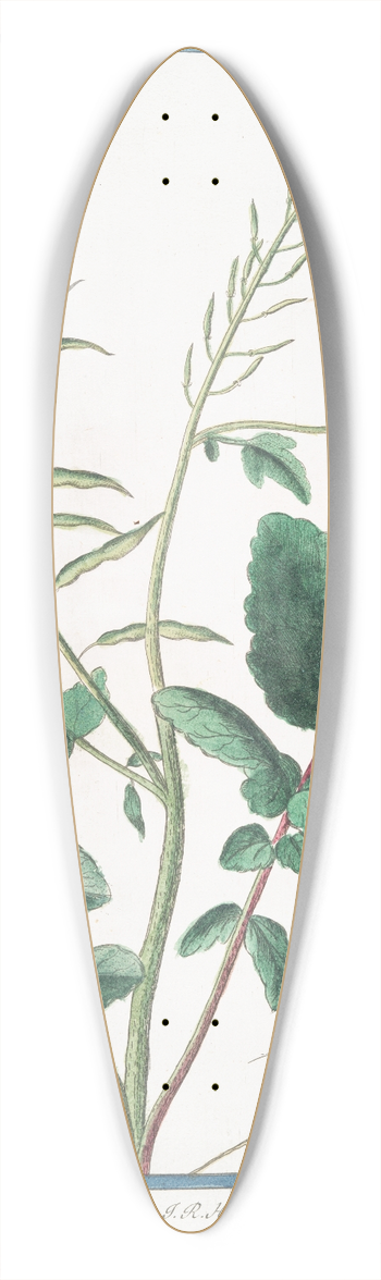 Giorgio Bonelli - Sinapi Rapi folio  Sinapi Siliqua latuscula, glabra, semine rufo, sive vulgare  Senepa maggiore  Moutarde. (Mustard) 39.3 inch art pintail longboard deck