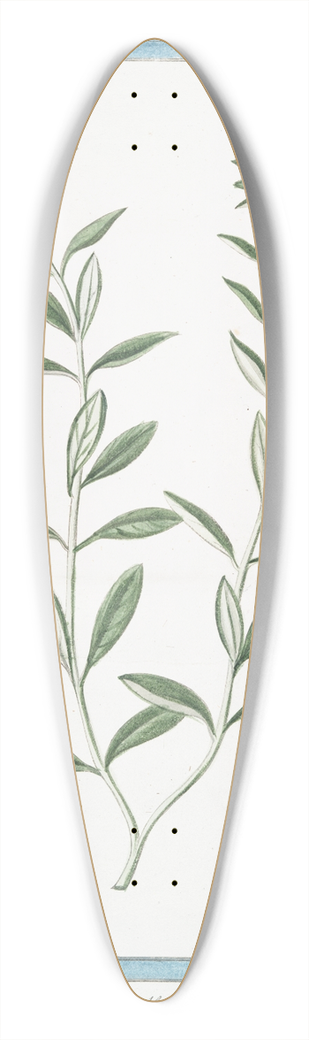 Giorgio Bonelli - Teucrium Boeticum  Teucrio peregrino. (Wild einkorn) 39.3 inch art pintail longboard deck