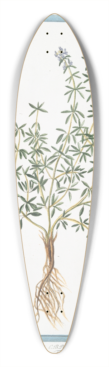 Giorgio Bonelli - Thymus vulgaris, folio latiore  Thymus durius  Timo  Thym commun. (Garden Thyme, Common Thyme) 39.3 inch art pintail longboard deck
