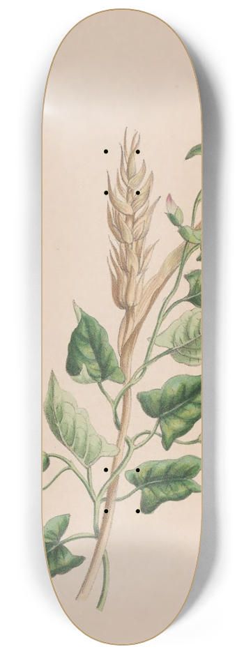 John Stevens Henslow - Geranium 8.25 inch art skate deck