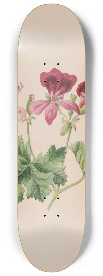 John Stevens Henslow - Harebell 8.25 inch art skate deck