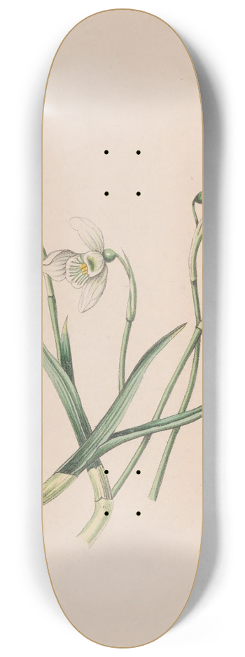 John Stevens Henslow - Snowdrop 8.25 inch art skate deck