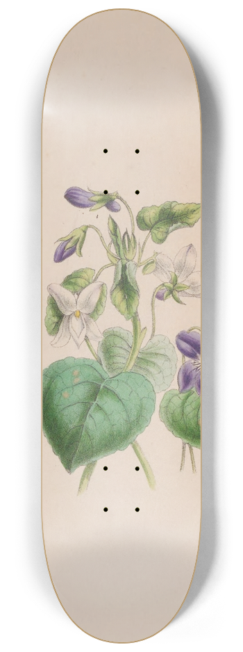 John Stevens Henslow - Sweet Scented Violet 8.25 inch art skate deck