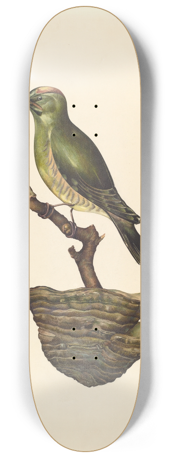 John Thorsen - Robin (German ) 8.25 inch art skate deck