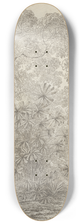 John Webber - The Fan Palm of Cracatoa 8.25 inch art skate deck