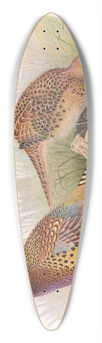 Henry Jones - Manchurian Ring-Necked Pheasant 39.3 inch art pintail longboard deck