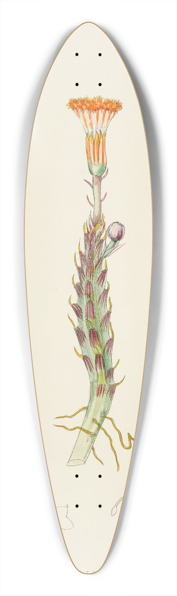 Illtyd Buller Pole-Evans - Senecio Stapeliaeformis 39.3 inch art pintail longboard deck