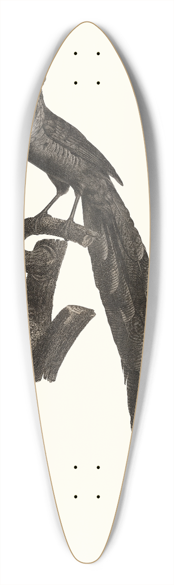 Jacques Barraband - La pie de paradis ou lincomparabale, mle. 39.3 inch art pintail longboard deck