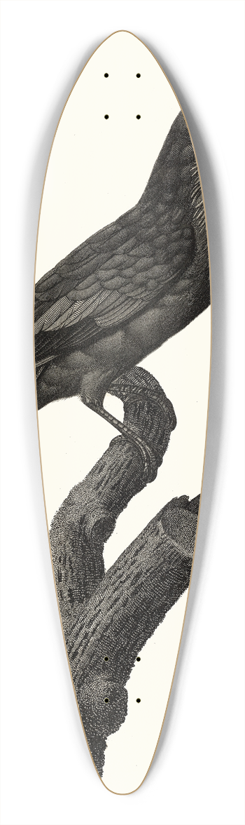 Jacques Barraband - Le Rollier vari des Moluques. 39.3 inch art pintail longboard deck