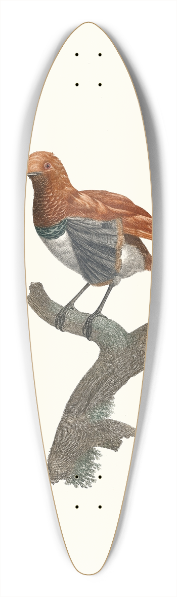 Jacques Barraband - Varit de Manucode. 39.3 inch art pintail longboard deck