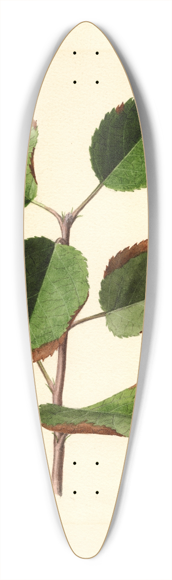 James Marion Shull - Malus domestica 39.3 inch art pintail longboard deck