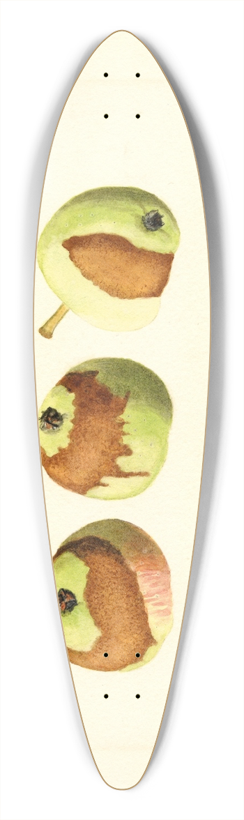 James Marion Shull - Malus domestica 39.3 inch art pintail longboard deck