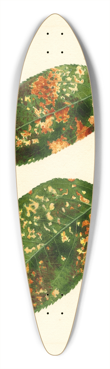 James Marion Shull - Malus domestica: Gravenstein 39.3 inch art pintail longboard deck