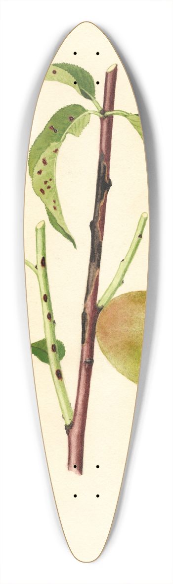 James Marion Shull - Prunus persica 39.3 inch art pintail longboard deck